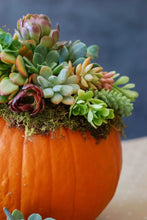 09/18/25 Succulents & Pumpkins: Harvest Editions 6:00 PM