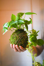 05/15/25 Rooted & Wrapped: A Kokedama Workshop 6:00 PM