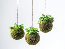 05/15/25 Rooted & Wrapped: A Kokedama Workshop 6:00 PM