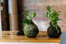 05/15/25 Rooted & Wrapped: A Kokedama Workshop 6:00 PM