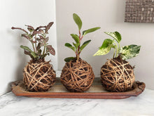 05/15/25 Rooted & Wrapped: A Kokedama Workshop 6:00 PM